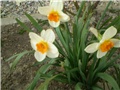 narcisi